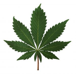 nevada medical marijuana laws